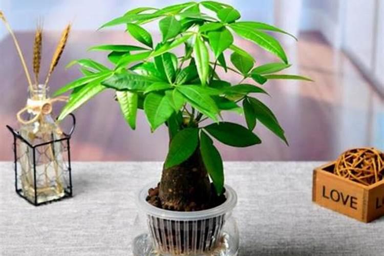 棚棚收水溶肥的步骤详解