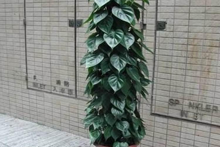 心叶藤施什么肥料