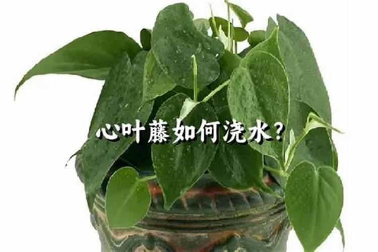 心叶藤养殖方法