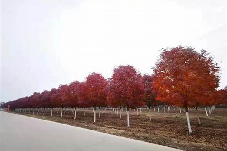 对节白蜡适合什么肥