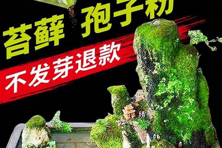 用苔藓养文心兰多久浇水