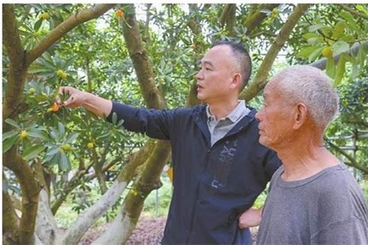 东魁杨梅在要熟时要打什么叶面肥果才转黑色