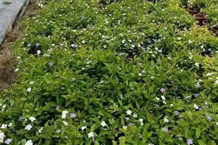 求助大家双色茉莉如何施肥？有谁说说看？
