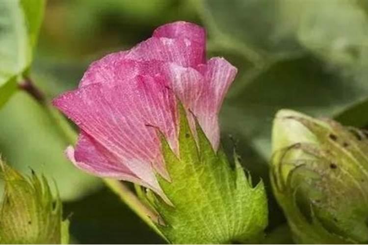 棉花后期喷什么叶面肥,棉花后期发黄怎么办