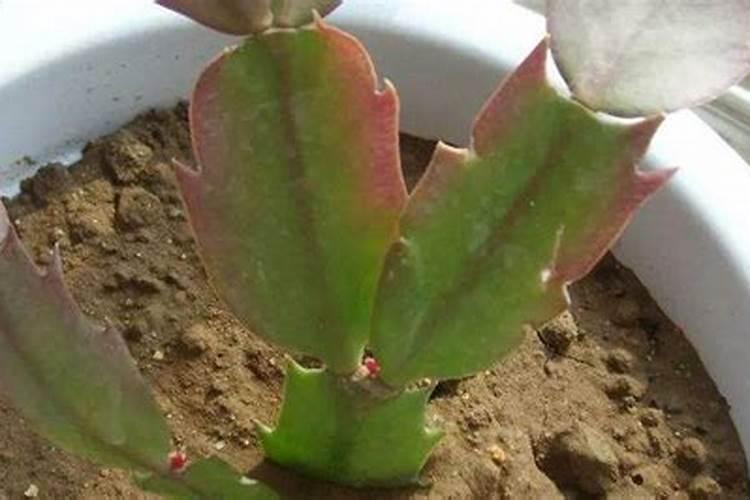蟹爪兰打花苞怎么浇水施肥