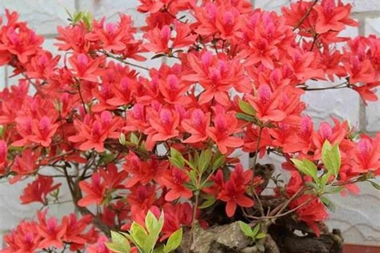 杜鹃花施什么肥杜鹃花怎么施肥