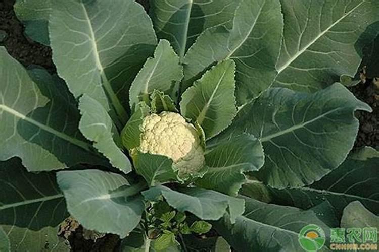 硼肥对改善花椰菜品质的重要作用及施用方法有哪些？