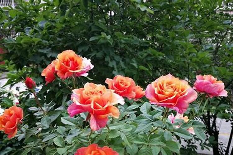 月季花冬季如何施肥效果最好,可以用水溶肥吗？