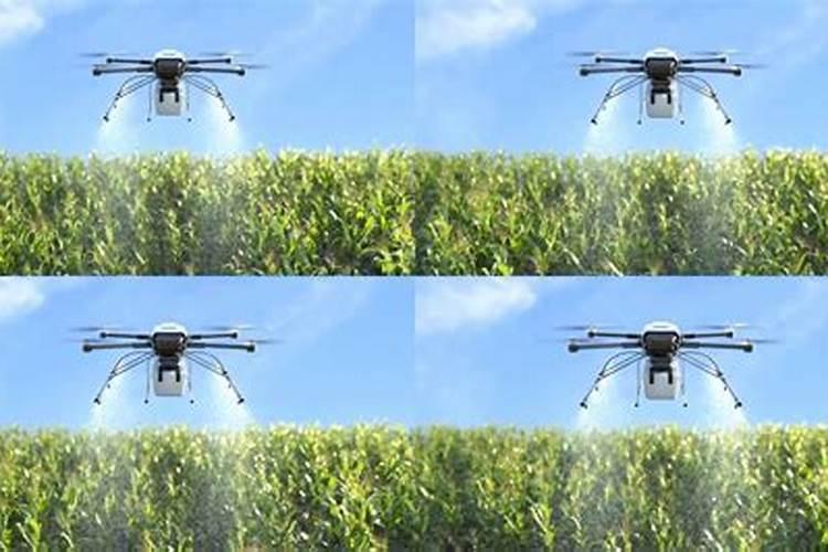 方山县马坊村种高粱还是玉米