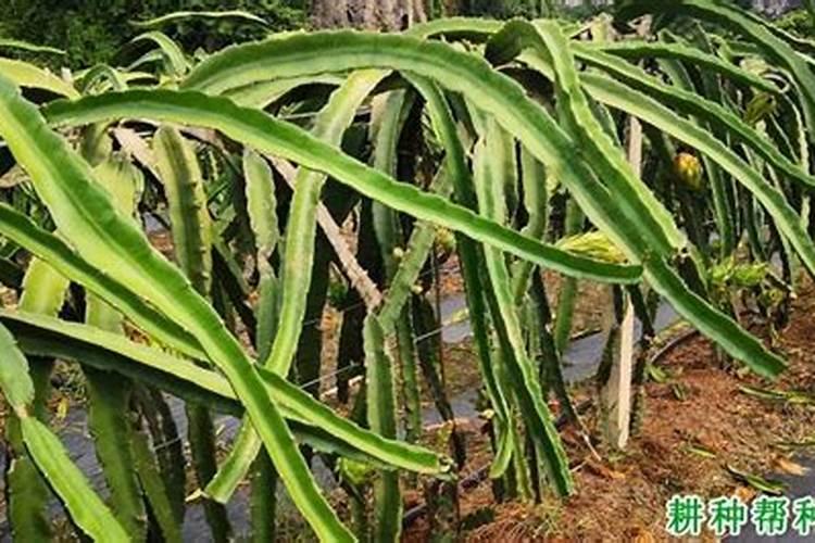 硕丰481芸苔素使用方法 硕丰481芸苔素如何使用