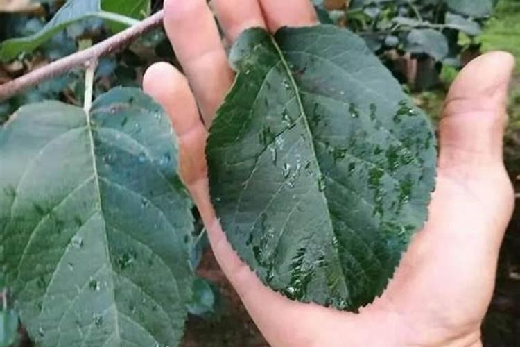 深受青睐的橙子,如何正确施硼肥？