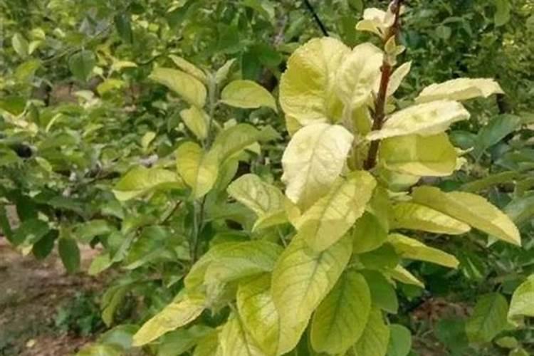 果树施硼肥怎么操作？果树施硼肥有什么用？