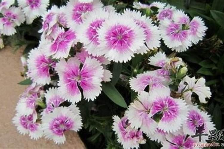 石竹梅鲜切花怎么种植