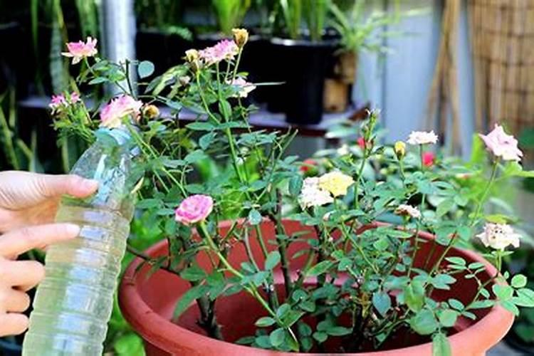 月季花哪时候施肥比较好 月季花什么时候施肥