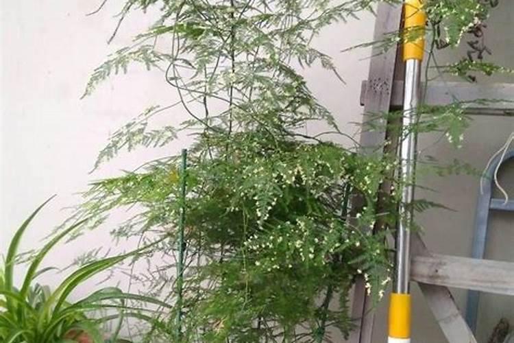 文竹需要什么肥料 家里的文竹养了10来年了
