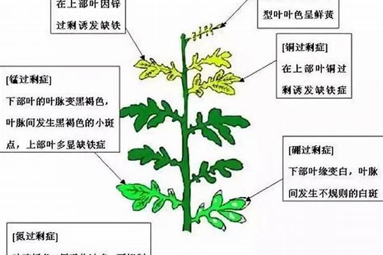 钾肥对果树花芽分化的作用