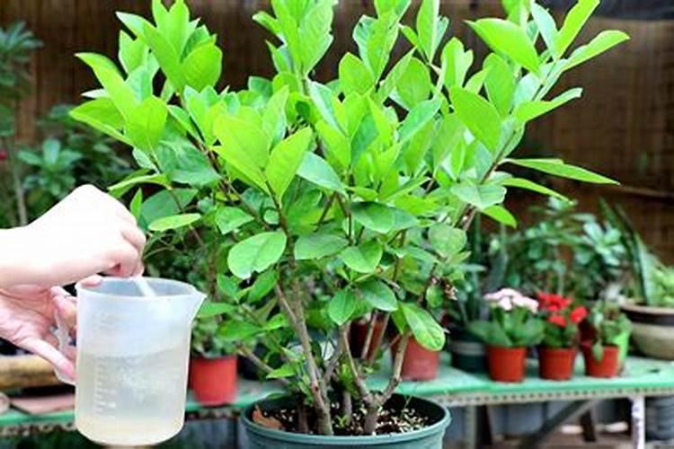 栀子花最好的肥料是什么怎么施？
