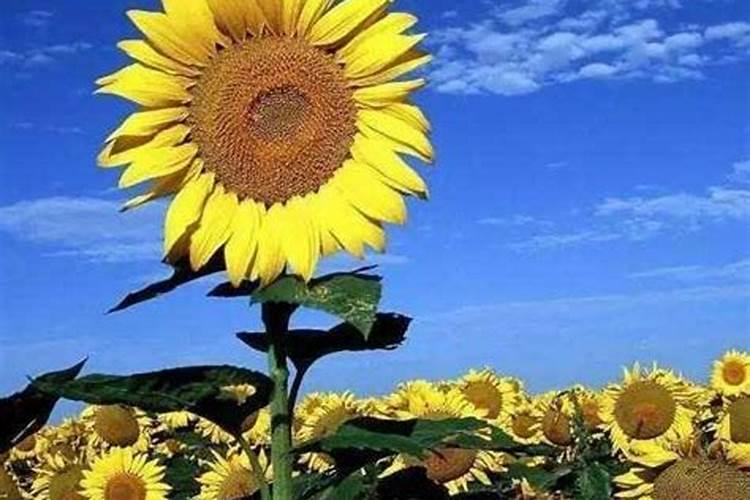 向日葵花期用什么肥料