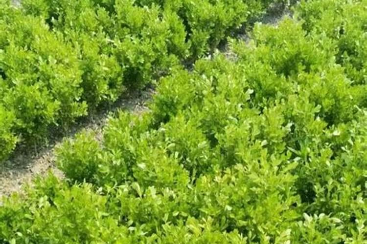 柠檬幼苗怎么浇水