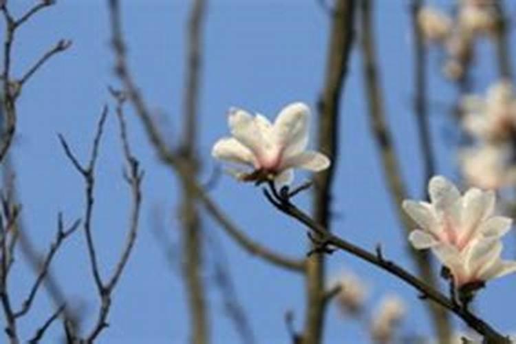白玉兰怎么施肥