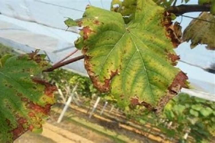 植物叶子发黄缺什么肥料