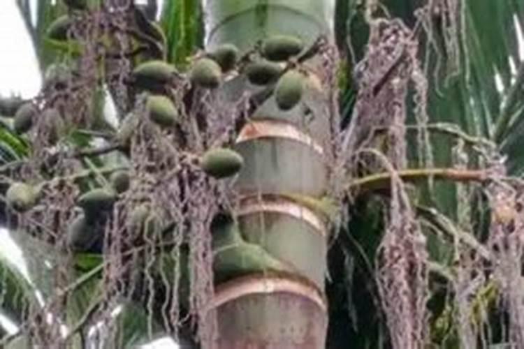 成年槟榔怎样施水肥？