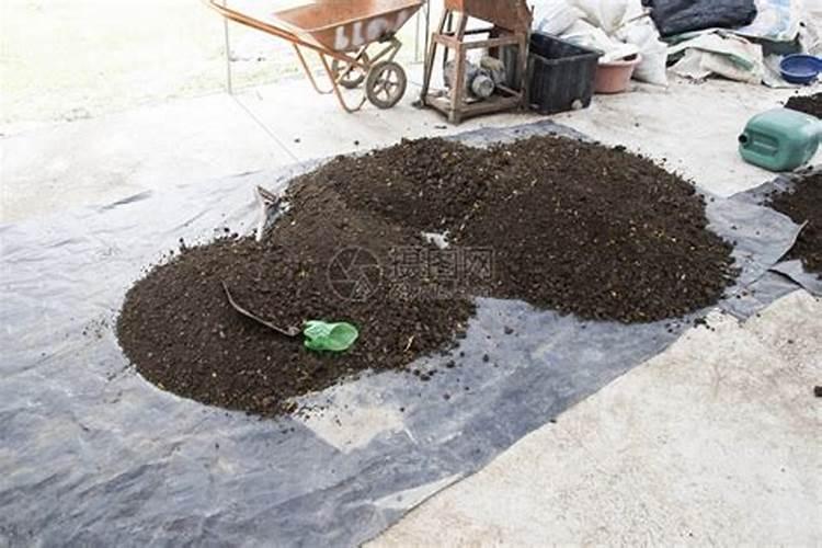 委内瑞拉红绿橙4到5厘米的鱼是什么品种？