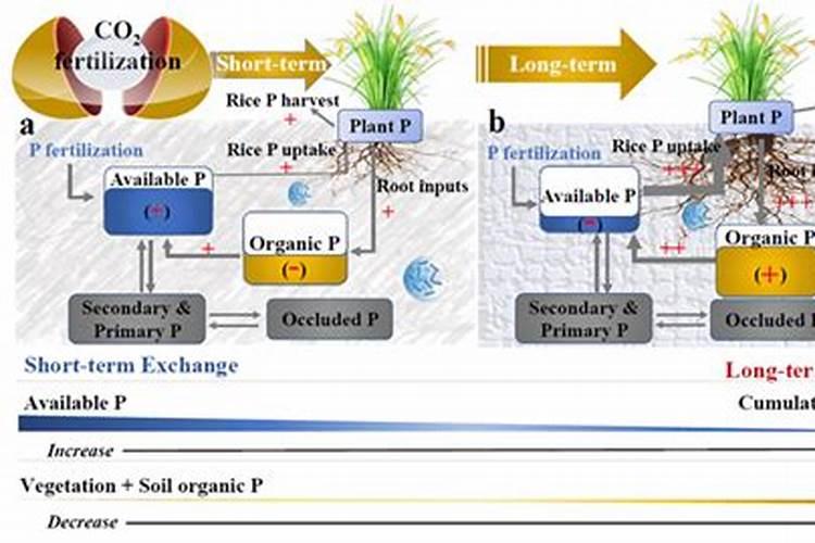 生姜重茬根腐防治,生姜抗重茬怎么解决？生姜叶枯叶霉病用“根小子...