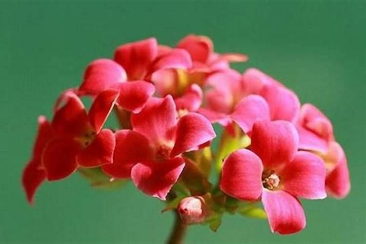 怎么给花补氮肥