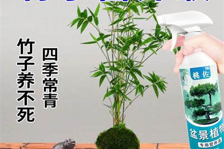 ...还差点死了一个竹子,应该怎么办？水每天喷点三到五天浇透