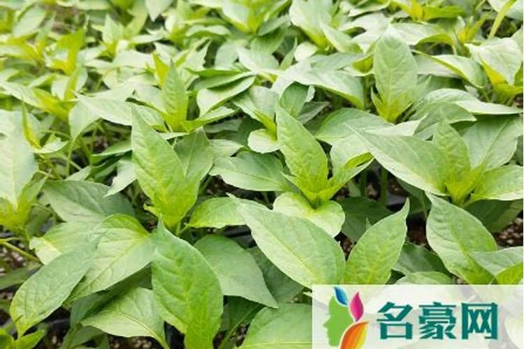 施倍多叶面肥可以喷辣椒吗？