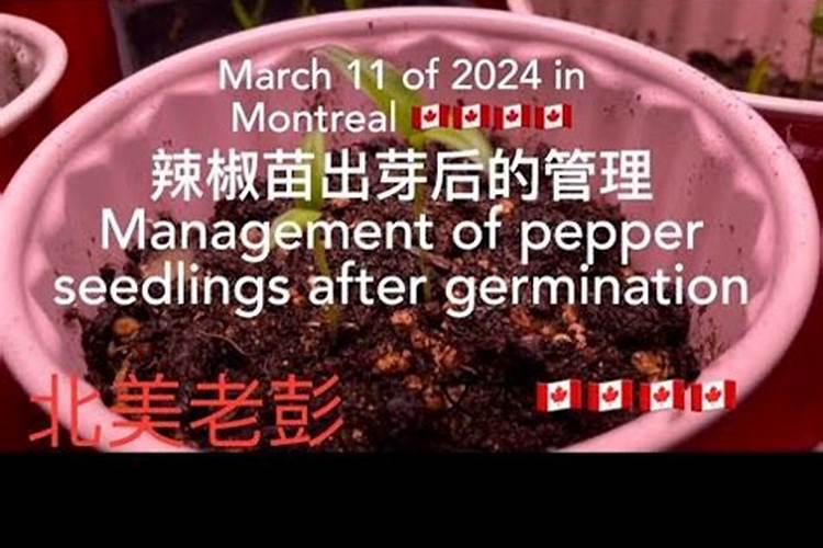 辣椒苗喷什么生根快