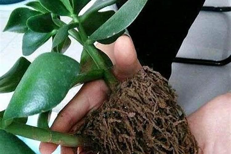 想要玉树叶片油绿怎么养护