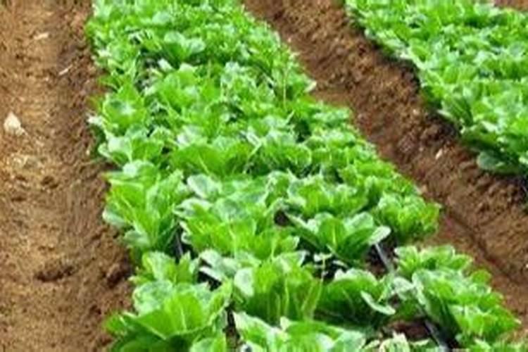 种蔬菜怎样施底肥