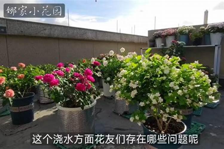 月季花现在都发芽了,而且也长新叶子了,可以施肥吗。