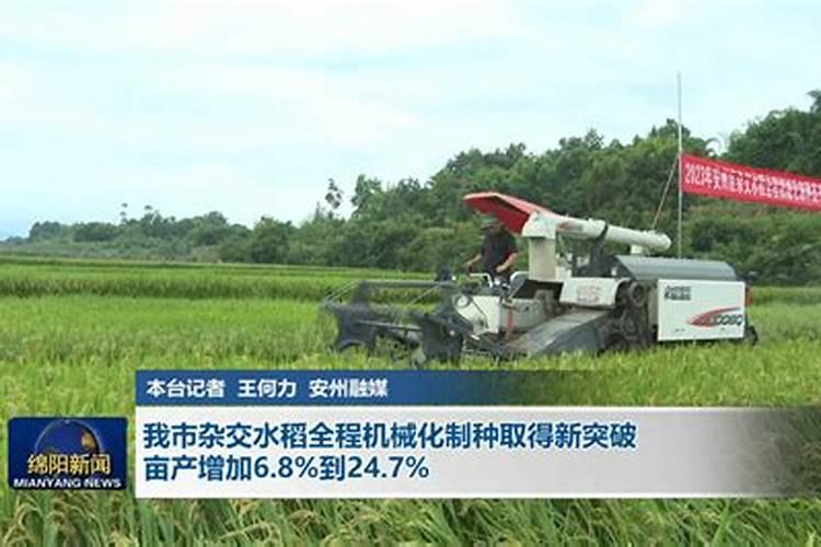 杂交水稻目前什么时候防治病虫害,用什么药物？