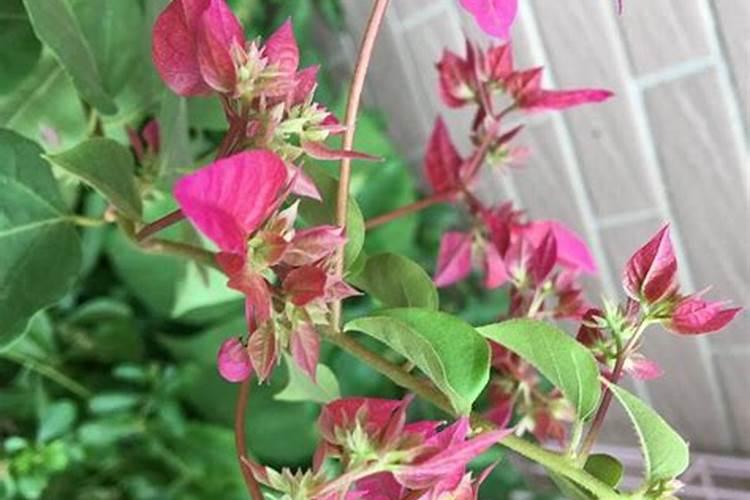 三角梅看到花苞后的施肥方法