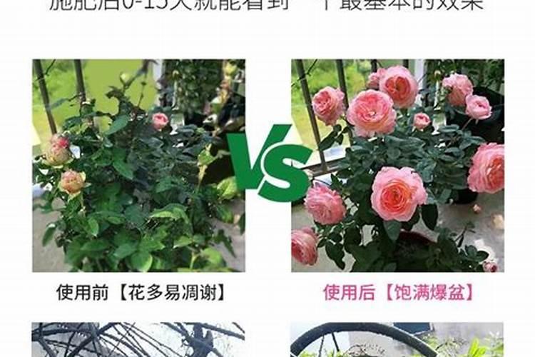 阳台种一点蔬菜,用什么肥,哪里有卖？