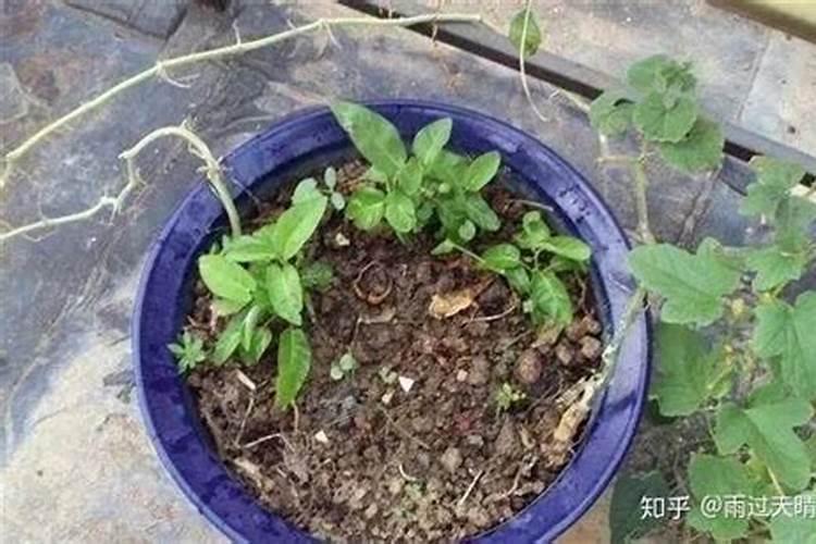 菜籽饼可以直接撒土里做肥料吗
