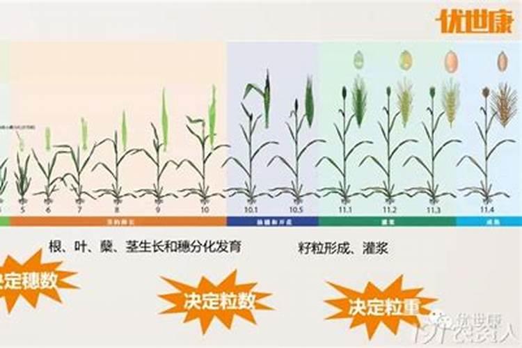 小麦追肥时间怎么确定？肥料怎么选？