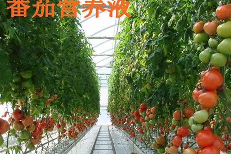 水培营养液能喷叶上吗