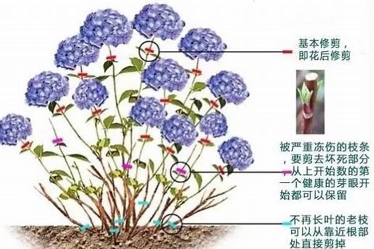 麻烦大家帮我看看我的这颗绣球花是怎么了,叶子舒展不开皱巴巴的？