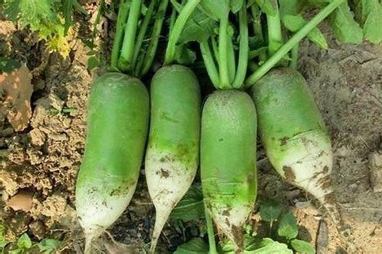 能够促进根系发达、促进花芽分化、增加叶绿素、改善果实品质、提高产...