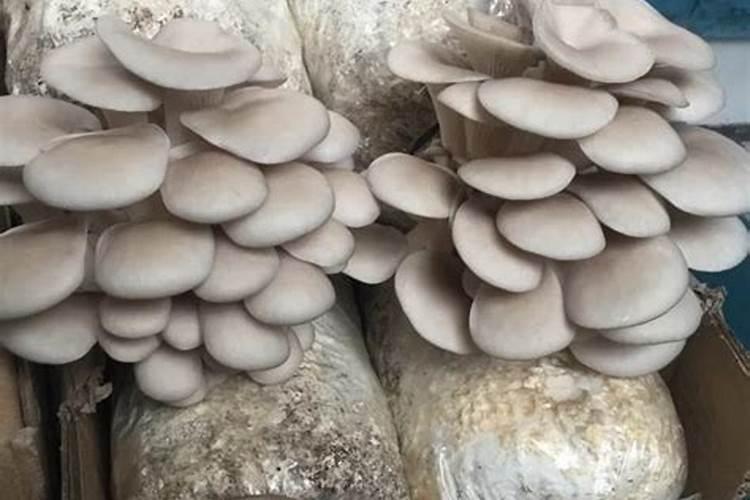 平菇怎么拌料