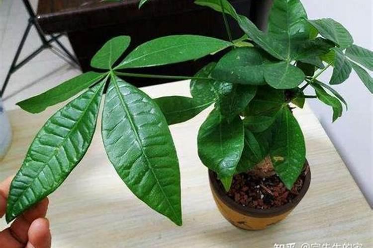 发财树盆里能放烟灰么