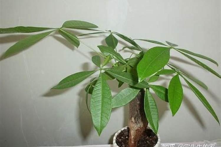 我的发财树烂根了,根部正常,没有腐烂,我已经把烂根全部切掉了,接下来...