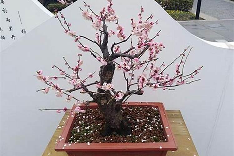 红梅盆景如何养护