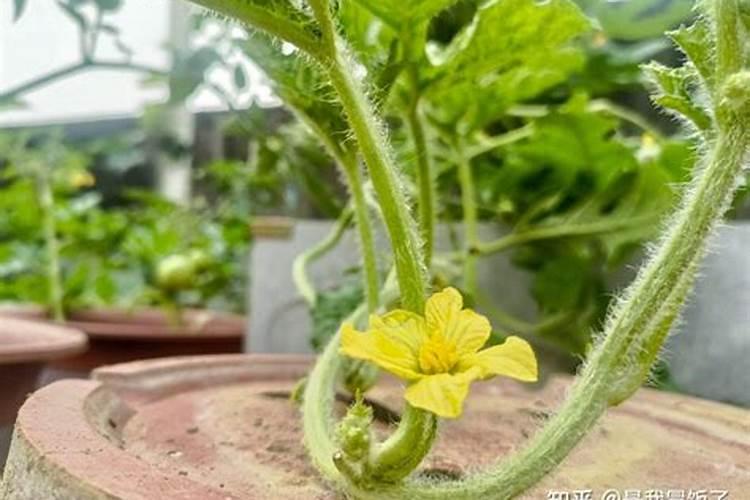 大棚西瓜打钙硼镁加磷酸二氢钾三十克对西瓜有什么好处？