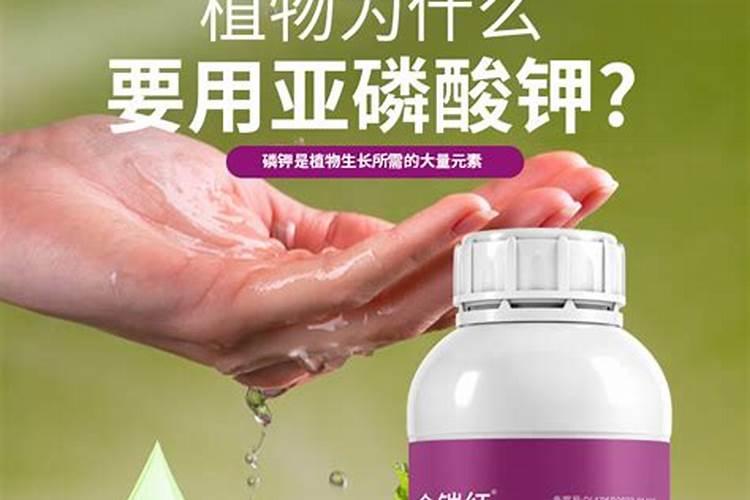 亚磷酸钾控旺用量是多少
