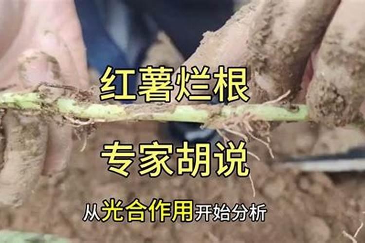 硼肥可施红薯吗？